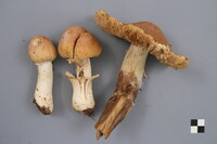 Cortinarius caperatus image